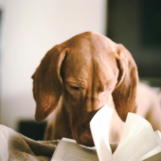 Barrierefreies Lesen