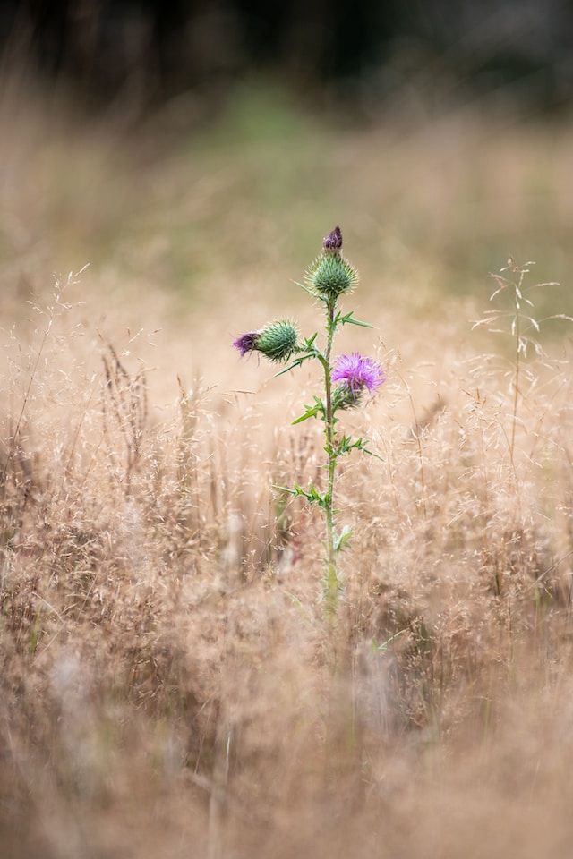 Psychische Erkrankungen im Familienkontext